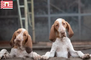 Read more about the article Bracco Italiano tenyésztők és kiskutyák Brémában