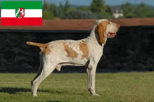 Read more about the article Bracco Italiano tenyésztők és kiskutyák Észak-Rajna-Vesztfália területén