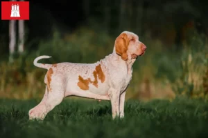 Read more about the article Bracco Italiano tenyésztők és kölykök Hamburgban