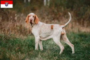 Read more about the article Bracco Italiano tenyésztők és kiskutyák Hessenben