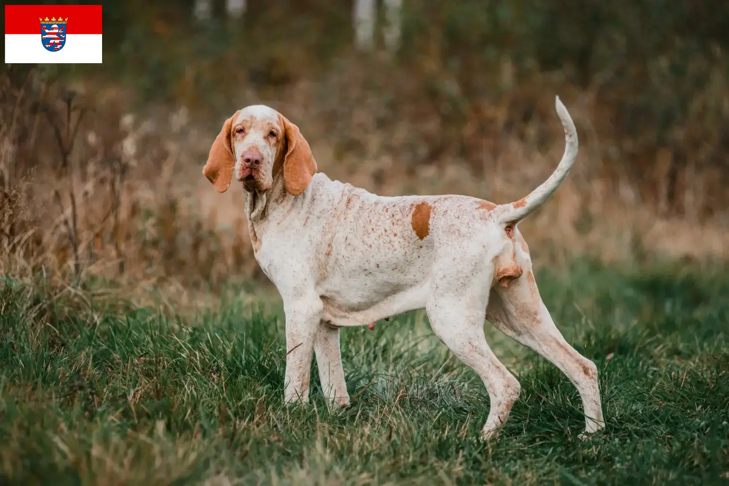Read more about the article Bracco Italiano tenyésztők és kiskutyák Hessenben