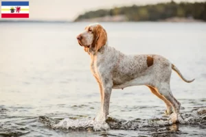 Read more about the article Bracco Italiano tenyésztők és kiskutyák Mecklenburg-Vorpommernben