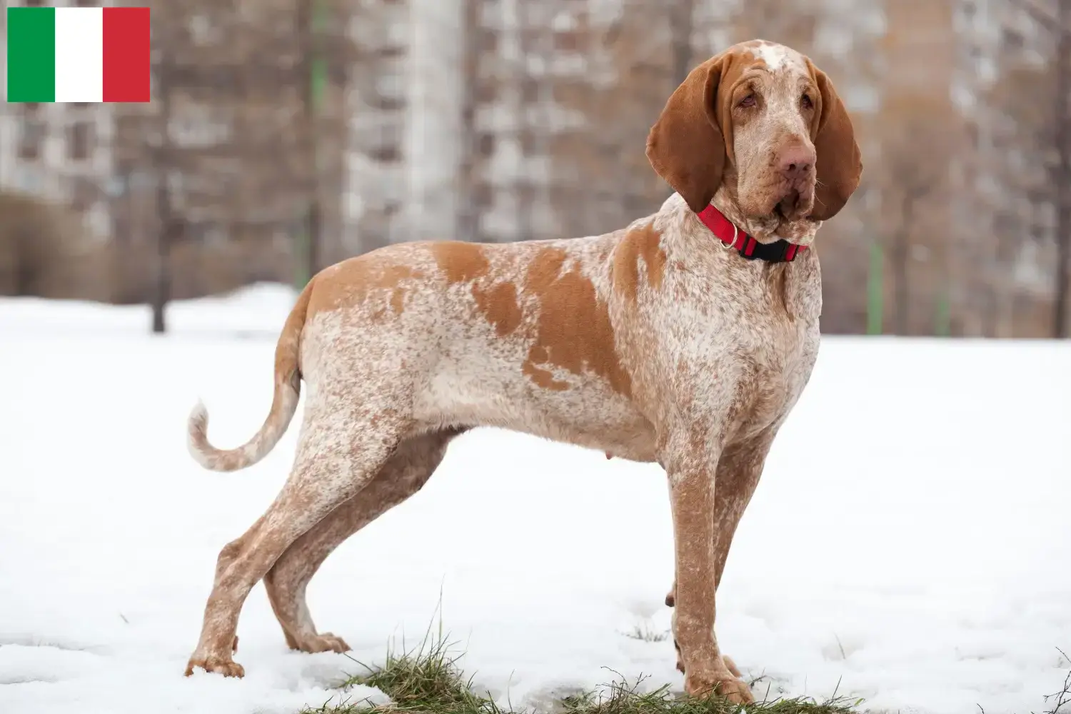 Bracco Italiano kiskutyák és tenyésztők Olaszország Itt megtalálja a Bracco Italianos tenyésztőit Olaszországban.