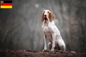 Read more about the article Bracco Italiano tenyésztők és kiskutyák Rajna-vidék-Pfalzban