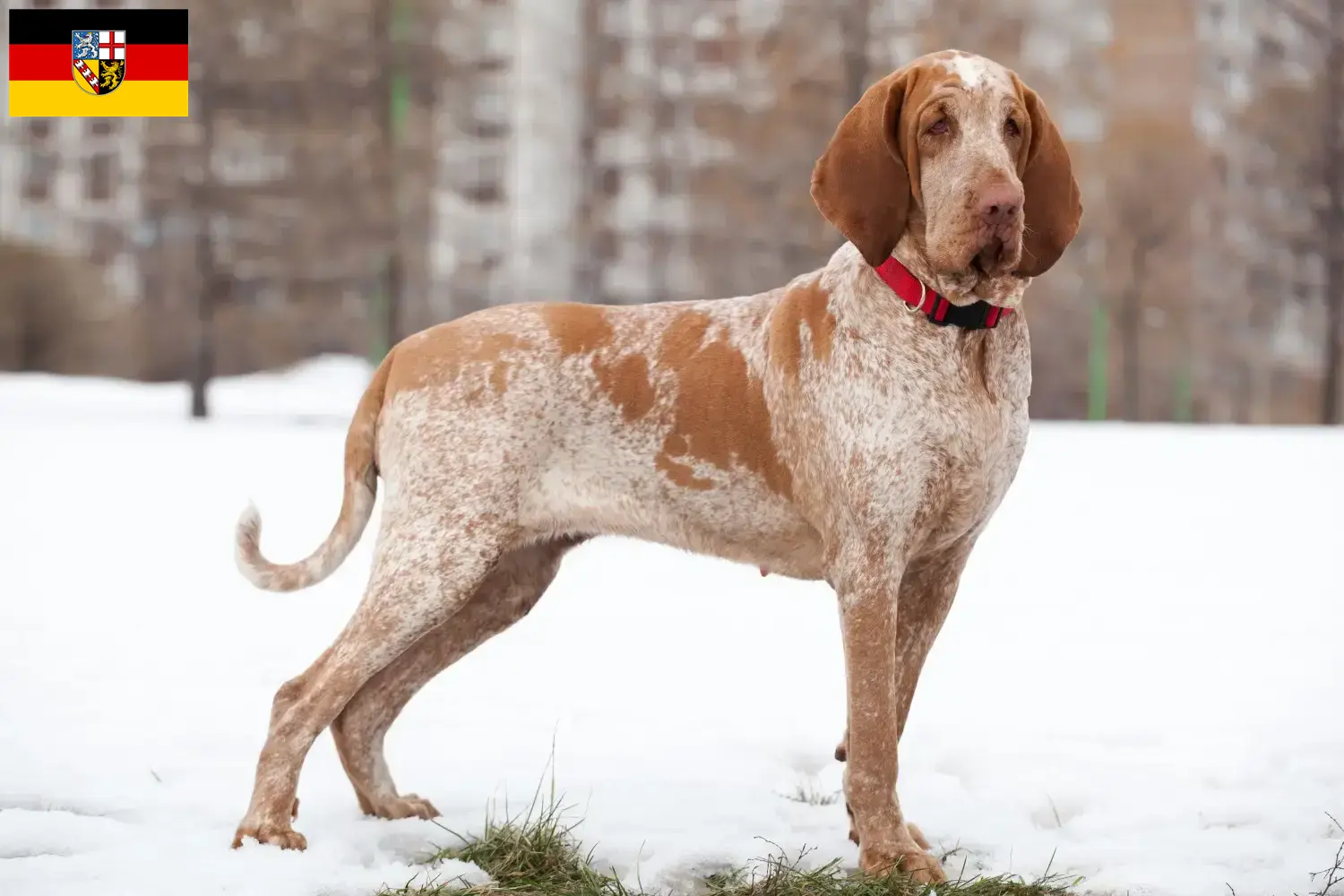 Read more about the article Bracco Italiano tenyésztők és kölykök Saarlandban