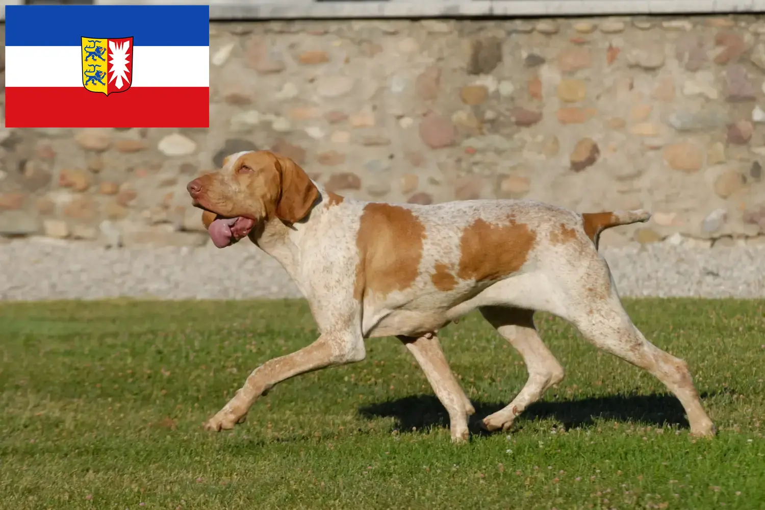 Read more about the article Bracco Italiano tenyésztők és kiskutyák Schleswig-Holstein tartományban