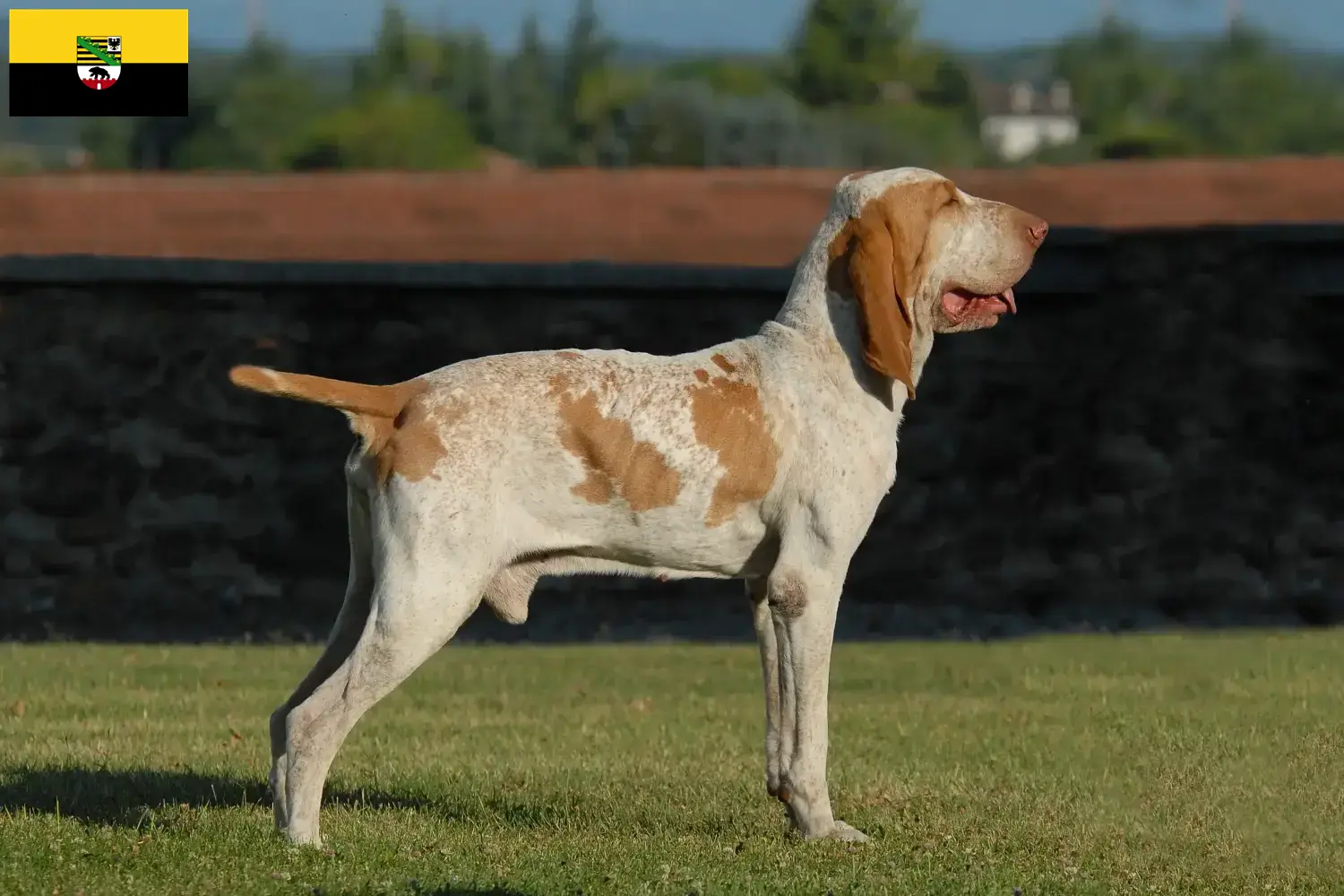 Read more about the article Bracco Italiano tenyésztők és kiskutyák Szász-Anhaltban