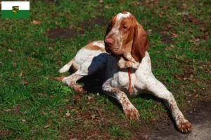 Read more about the article Bracco Italiano tenyésztők és kiskutyák Szászországban
