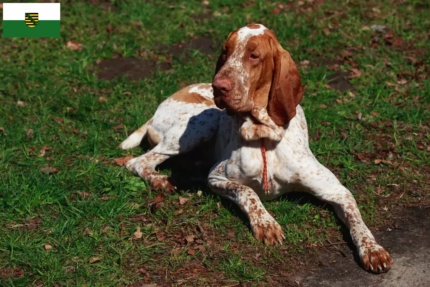 Read more about the article Bracco Italiano tenyésztők és kiskutyák Szászországban