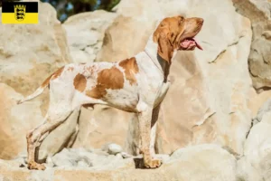 Read more about the article Bracco Italiano tenyésztők és kölykök Baden-Württembergben