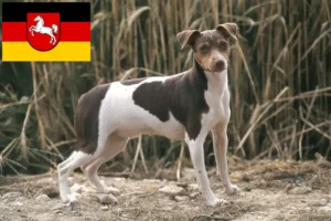 Read more about the article Brazil terrier tenyésztők és kiskutyák Alsó-Szászországban