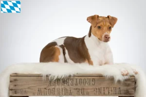 Read more about the article Brazil terrier tenyésztők és kiskutyák Bajorországban