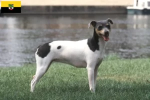 Read more about the article Brazil terrier tenyésztők és kiskutyák Szász-Anhaltban