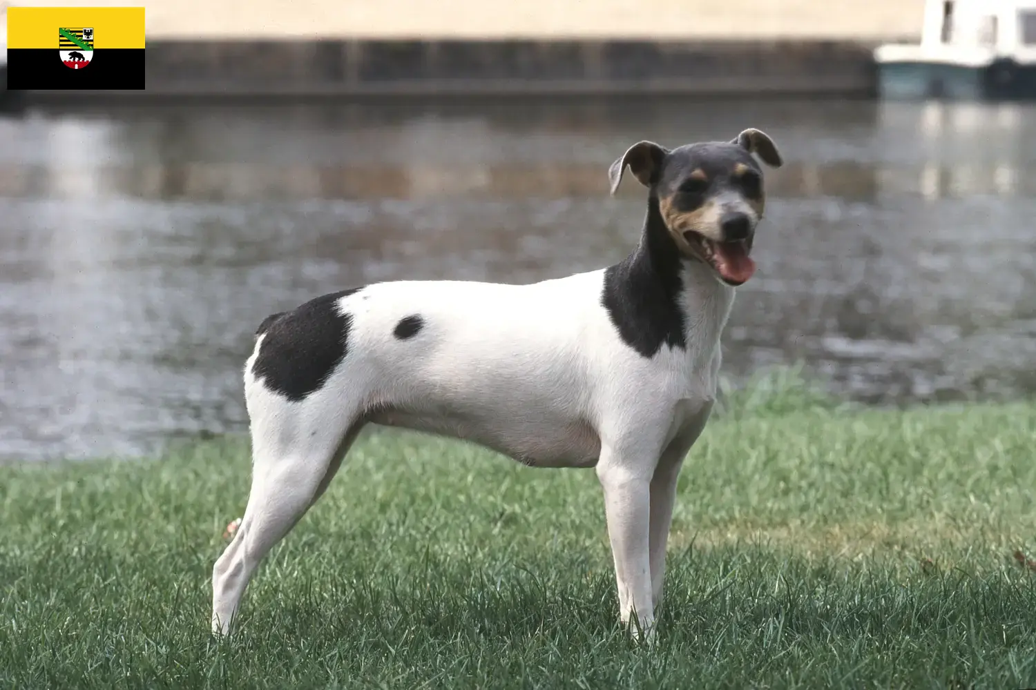 Read more about the article Brazil terrier tenyésztők és kiskutyák Szász-Anhaltban