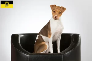 Read more about the article Brazil terrier tenyésztők és kölykök Baden-Württembergben