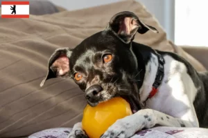 Read more about the article Brazil terrier tenyésztő és kiskutyák Berlinben