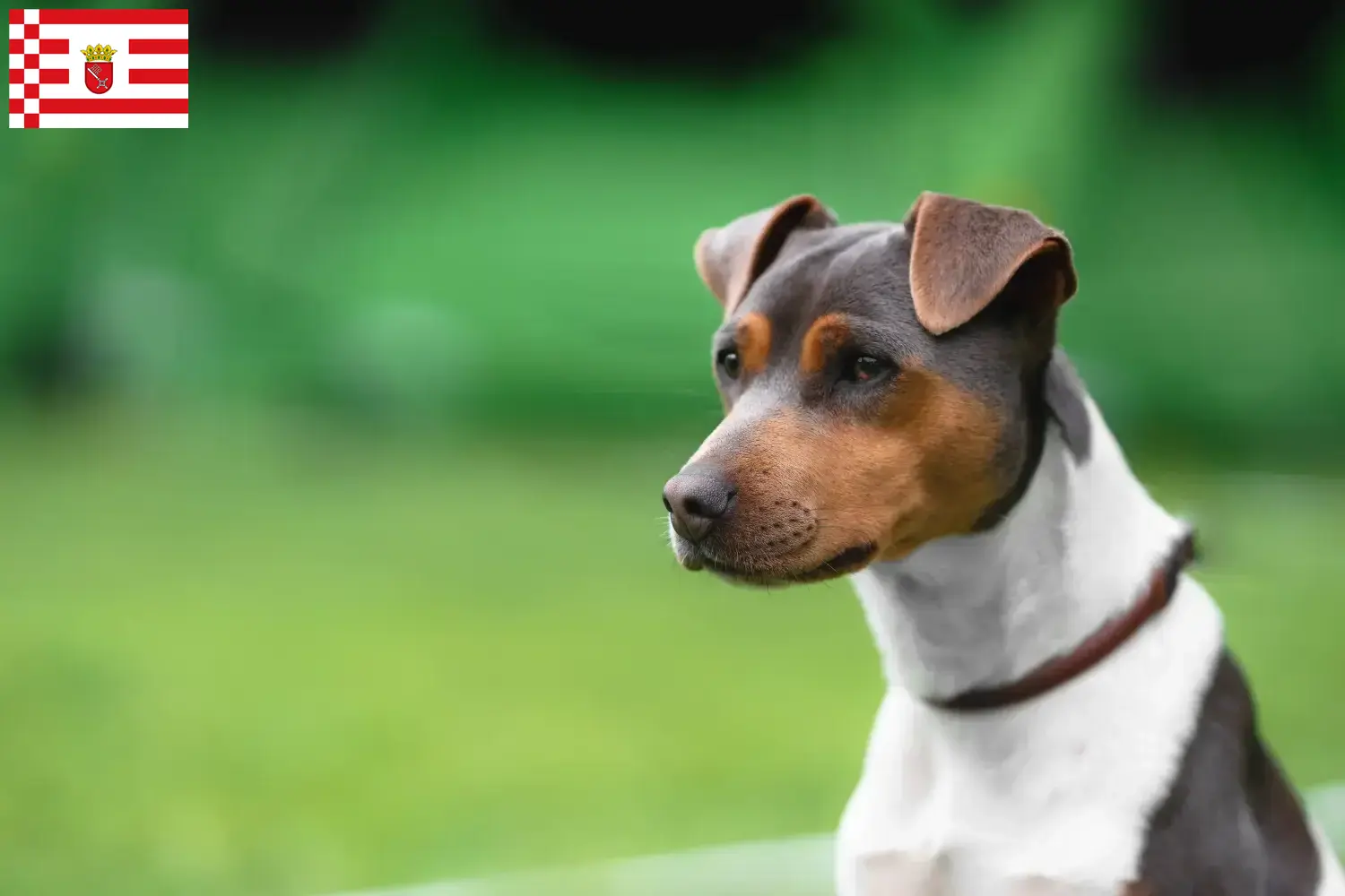 Brazil terrier kiskutyák és tenyésztők Bremen Brazíliai terrier tenyésztőket Brémában itt találsz.