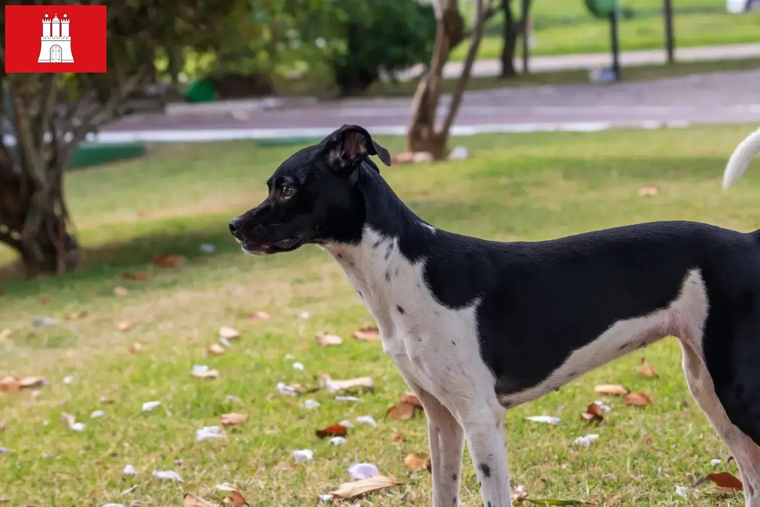 Brazil terrier kiskutyák és tenyésztő Hamburg Itt találhatsz brazil terrier tenyésztőket Hamburgban.