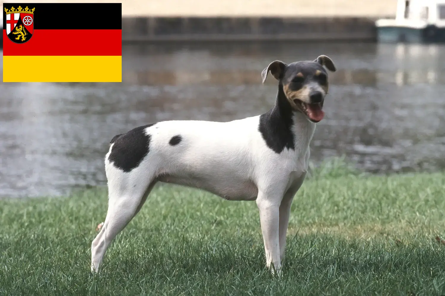 Read more about the article Brazil terrier tenyésztők és kiskutyák Rajna-vidék-Pfalzban