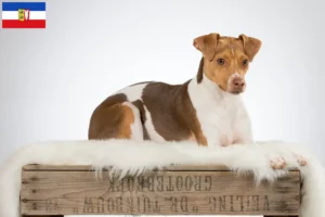 Read more about the article Brazil terrier tenyésztők és kiskutyák Schleswig-Holstein tartományban