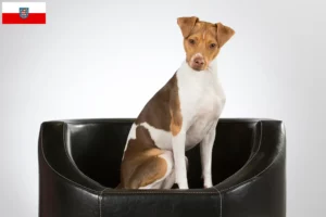 Read more about the article Brazil terrier tenyésztő és kölykök Türingiában