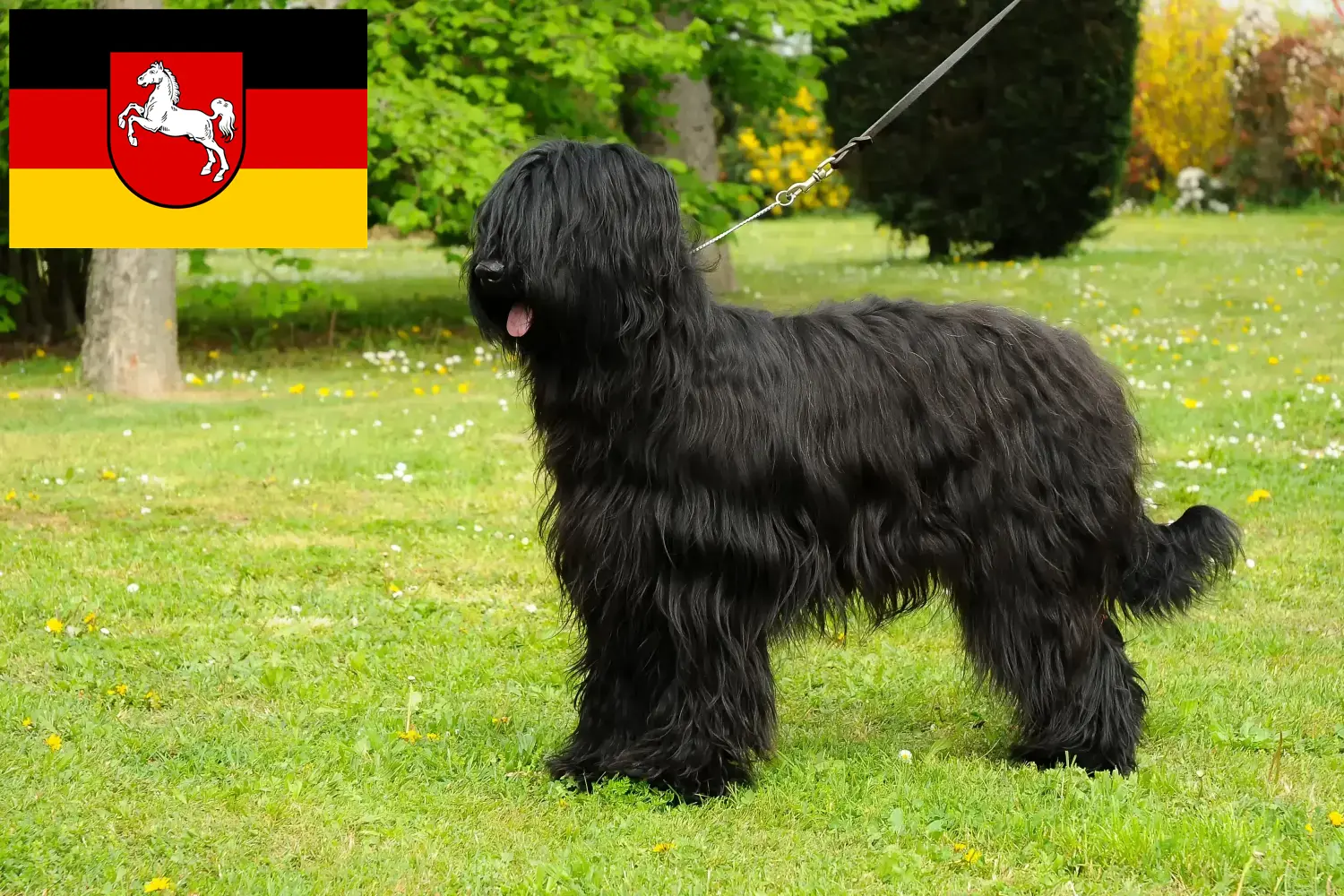Briard kiskutyák és tenyésztő Alsó-Szászország Itt találhat Briard tenyésztőket Alsó-Szászországban.