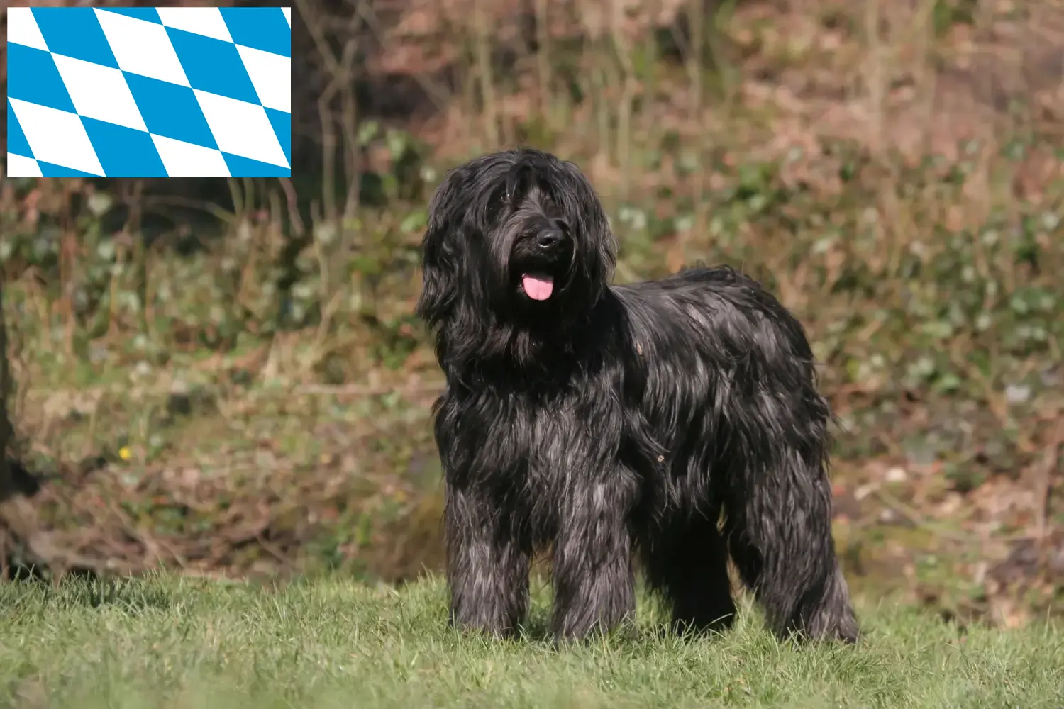 Briard kiskutyák és tenyésztők Bajorország Itt találhat Briard tenyésztőket Bajorországban.