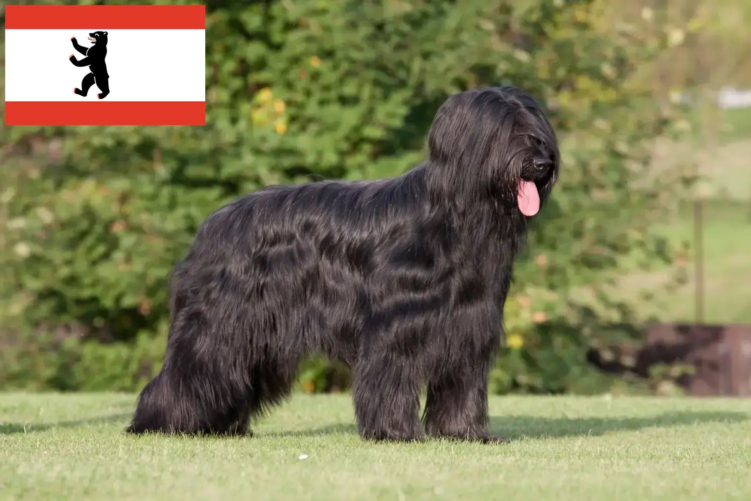 Briard kölyökkutyák és tenyésztő Berlin Itt találhat Briard tenyésztőket Berlinben.
