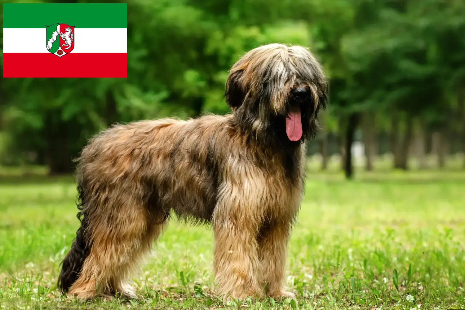 Briard kiskutyák és tenyésztők Észak-Rajna-Vesztfália Itt találhat Briard tenyésztőket Észak-Rajna-Vesztfáliában.