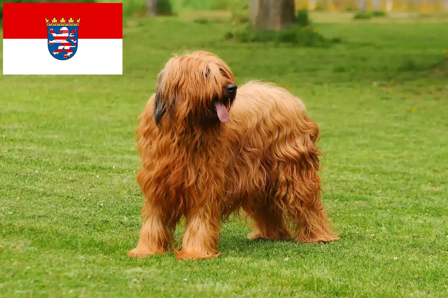 Briard kölyökkutyák és tenyésztők Hessen Itt találhat Briard tenyésztőket Hessenben.