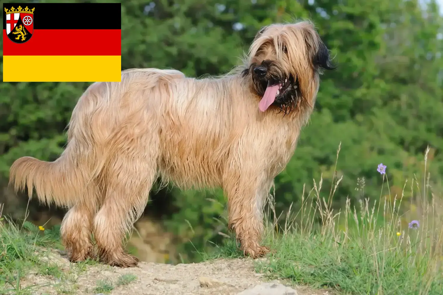 Briard kölyökkutyák és tenyésztők Rajna-vidék-Pfalz Itt találhat Briard tenyésztőket Rajna-vidék-Pfalzban.