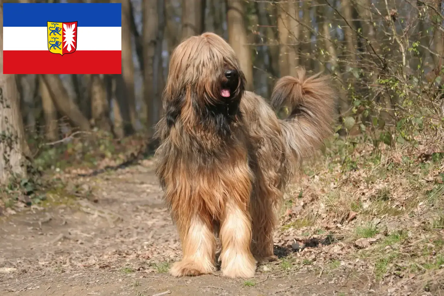 Briard kölyökkutyák és tenyésztők Schleswig-Holstein Itt találhat Briard tenyésztőket Schleswig-Holsteinben.