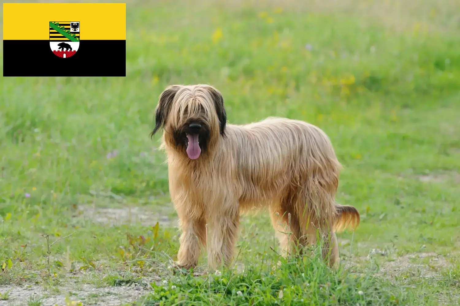 Briard kiskutyák és tenyésztők Szász-Anhalt tartományban Itt találsz Briard tenyésztőket Szász-Anhaltban.