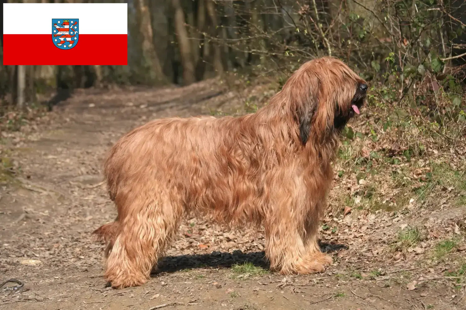 Briard kiskutyák és tenyésztők Thüringia Itt találhat Briard tenyésztőket Türingiában.