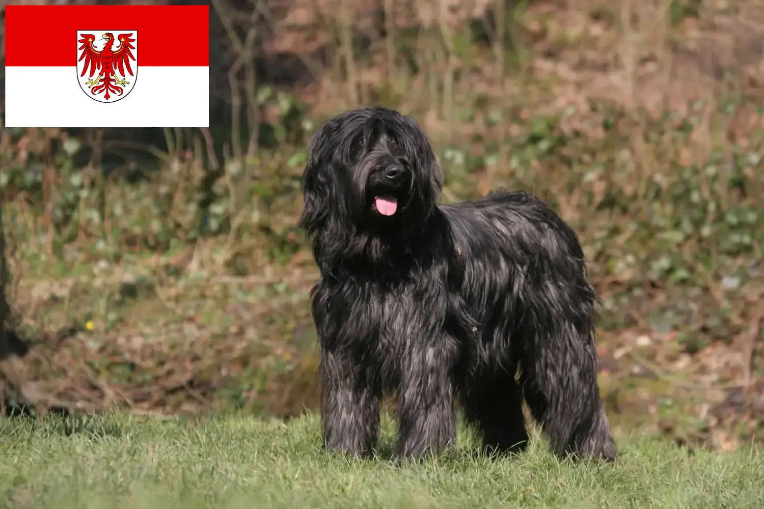 Briard kölyökkutyák és tenyésztők Brandenburg Itt találhat Briard tenyésztőket Brandenburgban.