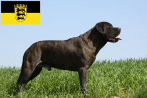 Read more about the article Bullmastiff tenyésztők és kölykök Baden-Württembergben