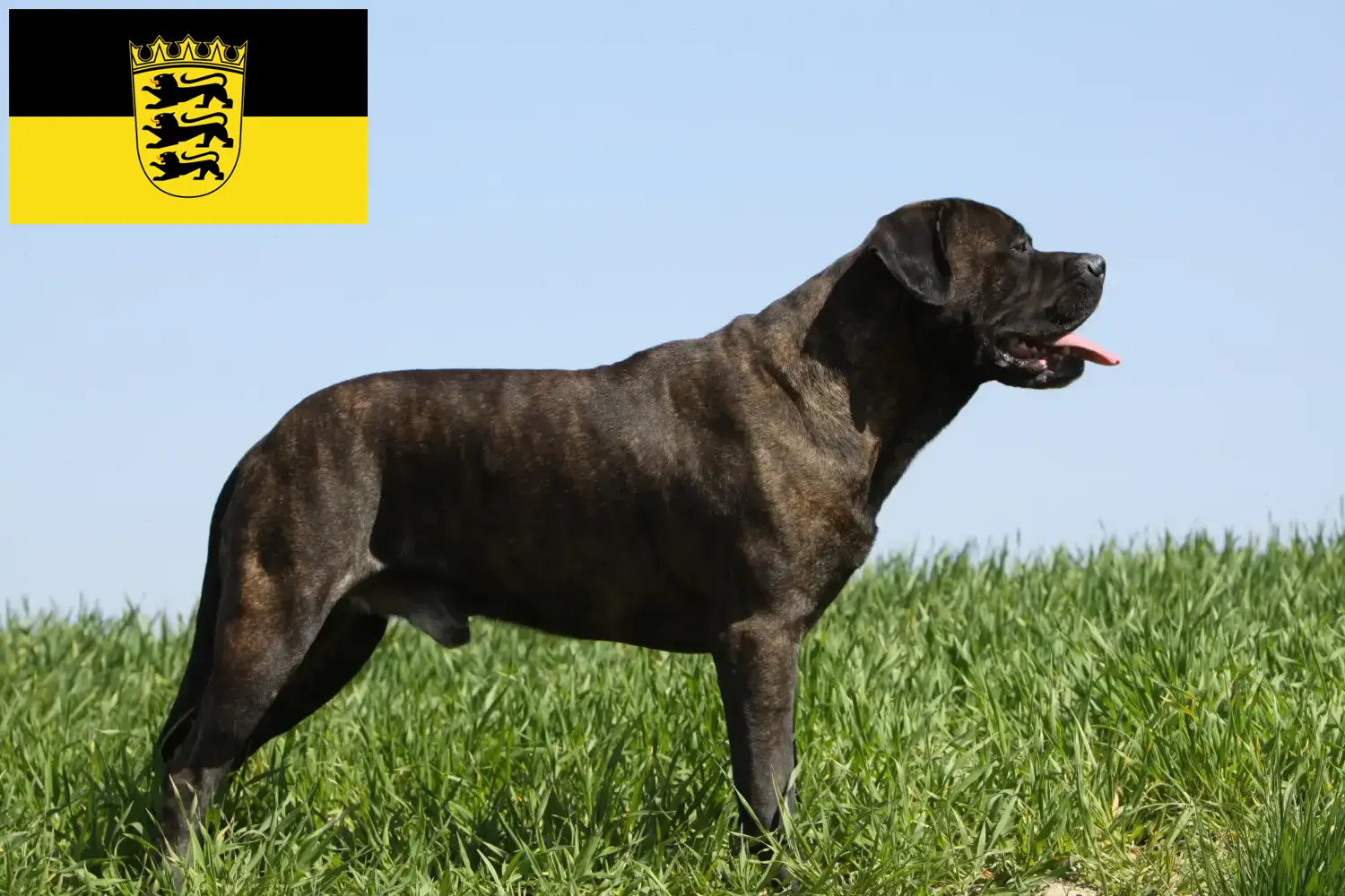 Read more about the article Bullmastiff tenyésztők és kölykök Baden-Württembergben