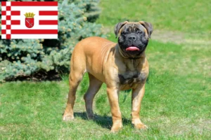 Read more about the article Bullmastiff tenyésztők és kölykök Brémában