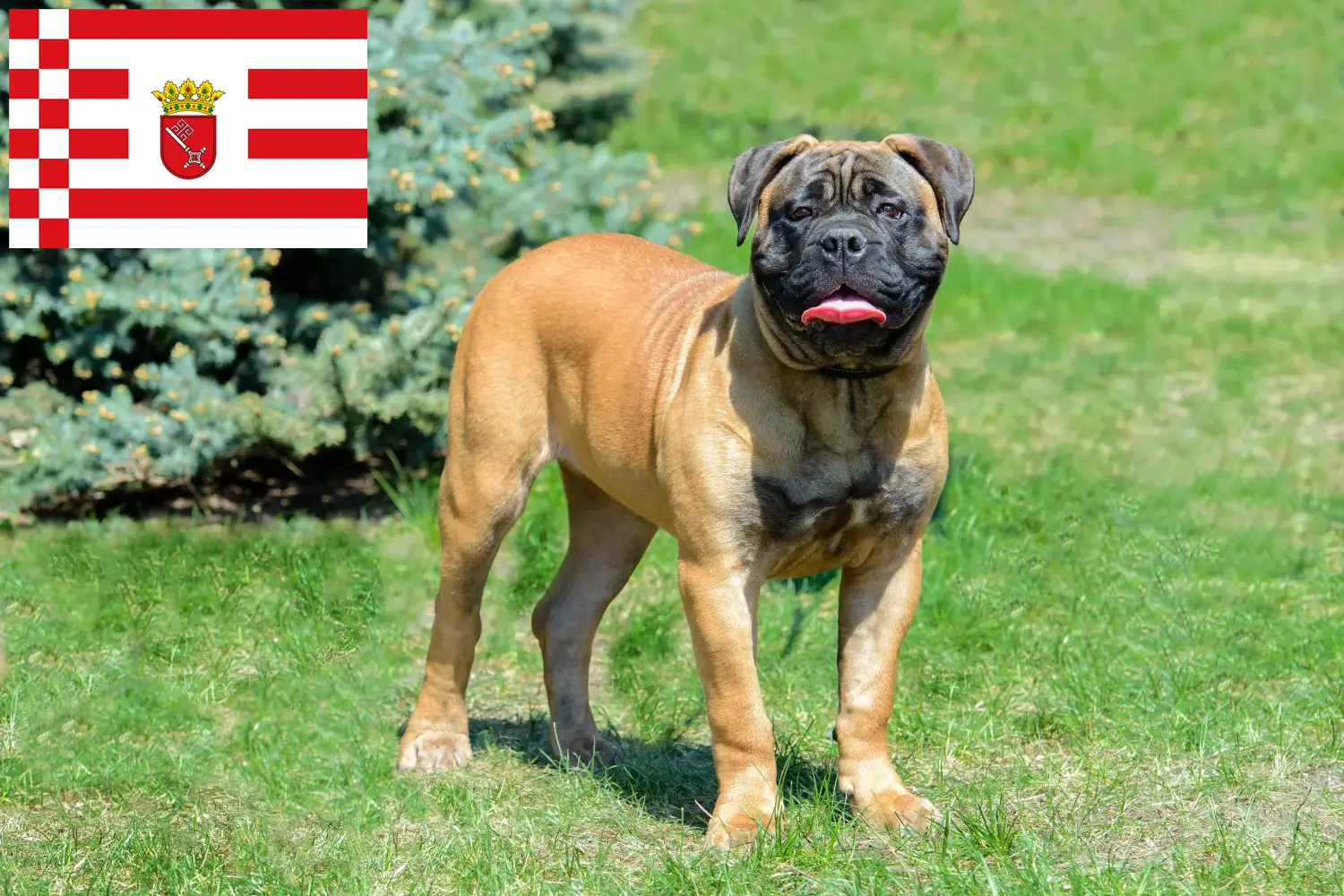 Read more about the article Bullmastiff tenyésztők és kölykök Brémában