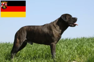 Read more about the article Bullmastiff tenyésztők és kölykök Rajna-vidék-Pfalzban