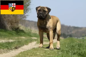 Read more about the article Bullmastiff tenyésztők és kölykök Saar-vidéken