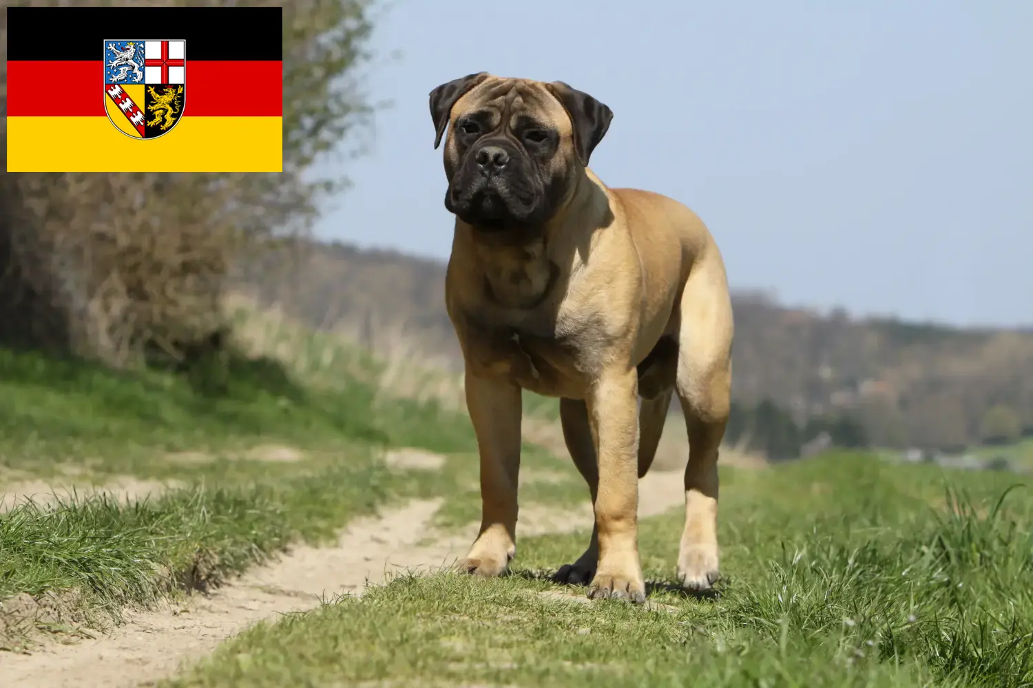 Read more about the article Bullmastiff tenyésztők és kölykök Saar-vidéken