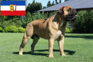 Read more about the article Bullmastiff tenyésztők és kölykök Schleswig-Holstein tartományban
