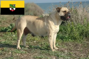 Read more about the article Bullmastiff tenyésztők és kölykök Szász-Anhaltban