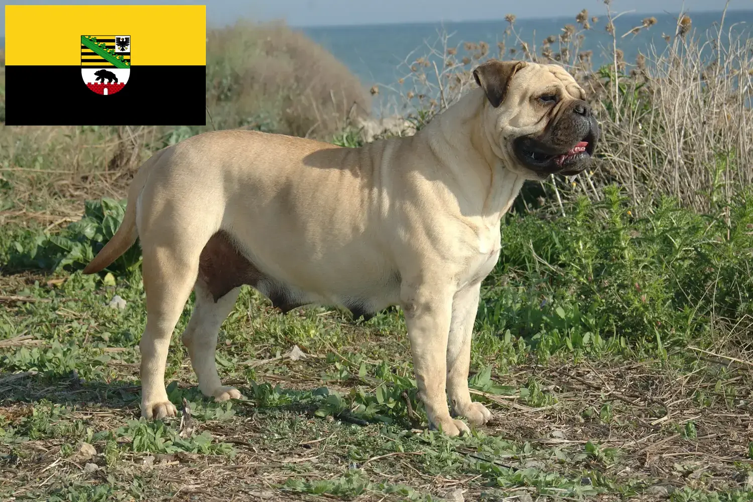 Read more about the article Bullmastiff tenyésztők és kölykök Szász-Anhaltban