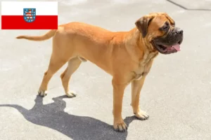 Read more about the article Bullmastiff tenyésztők és kölykök Türingiában