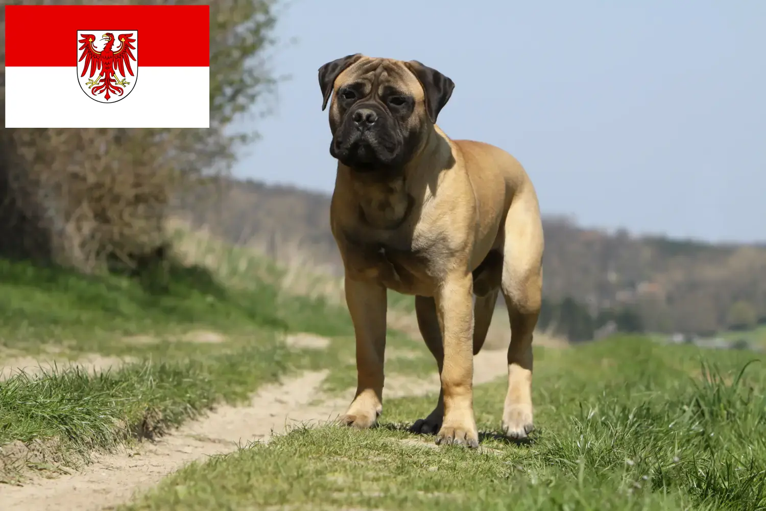 Read more about the article Bullmastiff tenyésztők és kölykök Brandenburgban