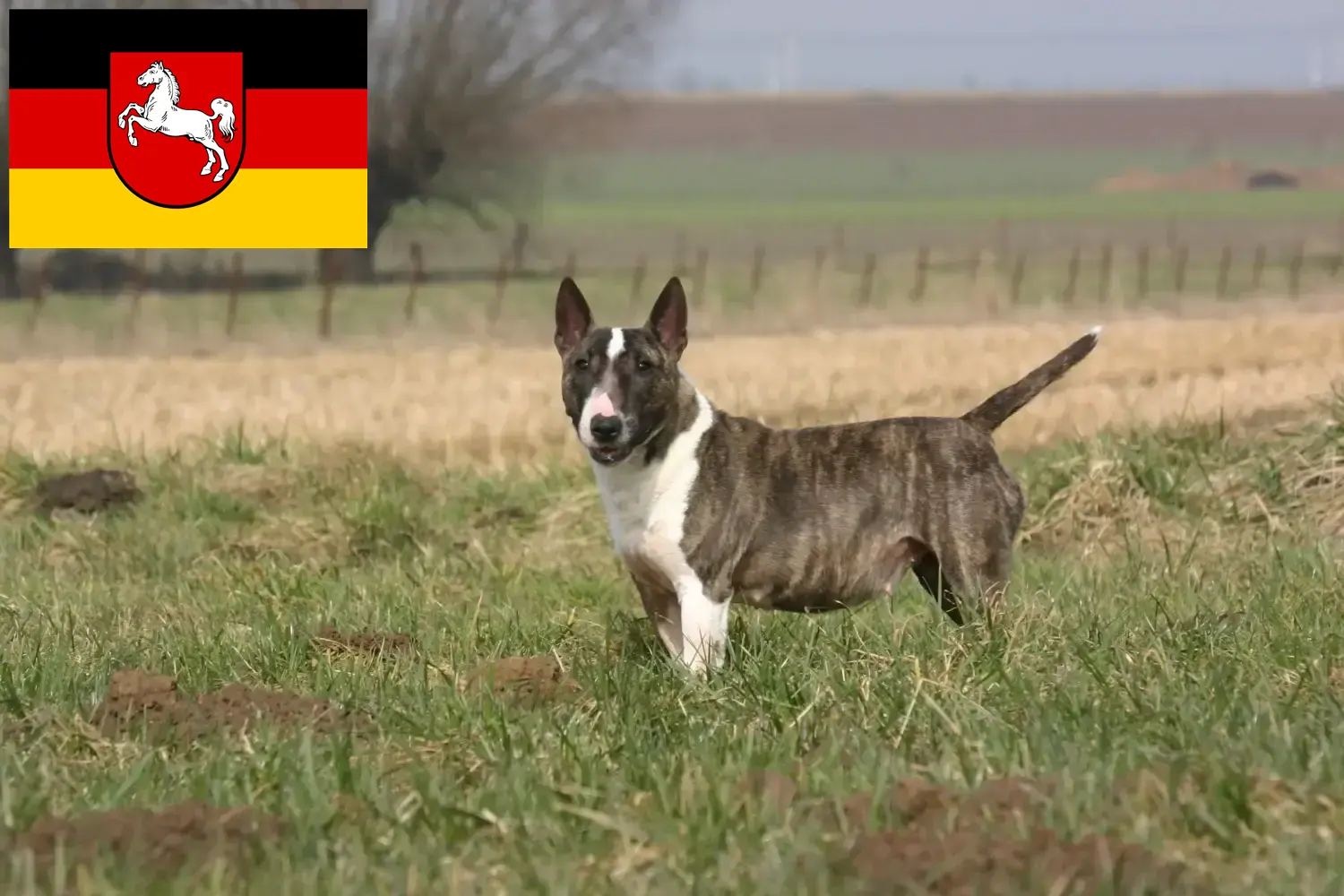 Read more about the article Bullterrier tenyésztők és kölykök Alsó-Szászországban