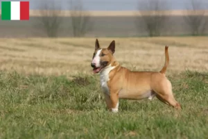 Read more about the article Bullterrier tenyésztők és kölykök Olaszországban