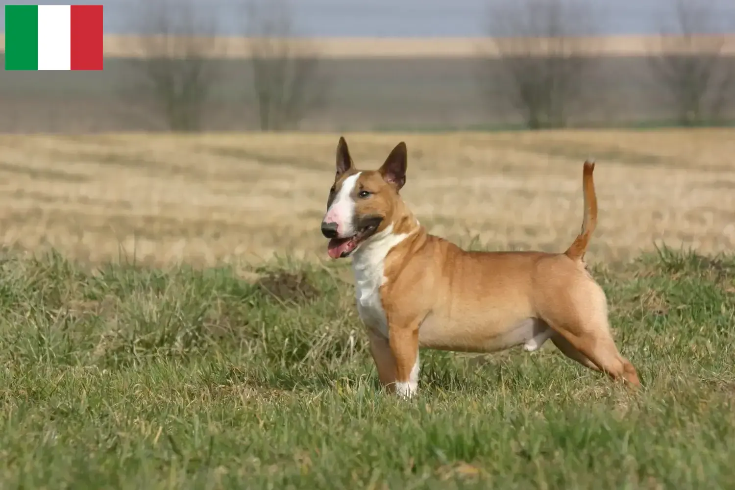 Bullterrier kiskutyák és tenyésztők Olaszország Itt találhat bullterrier tenyésztőket Olaszországban.